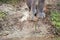 Elephant trunk and feet near the water