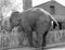 Elephant trying to cross over a picket fence