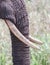 Elephant Tusk and Trunk