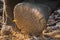 Elephant tusker paw closeup