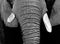 Elephant Tusks