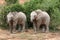 Elephant Twins