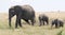 Elephant and two calves