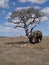 Elephant under dead tree