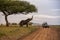 Elephant under a tree