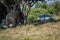 Elephant under tree watched by jeep passengers