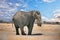 Elephant using himself on the Etosha Plains with a nice cloudscape, Namibia, Africa