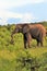 Elephant in the veld