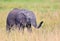 Elephant very close from photographer in the beautiful nature habitat