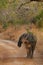 Elephant very close from photographer in the beautiful nature habitat