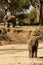 Elephant very close from photographer in the beautiful nature habitat