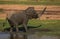 Elephant very close from photographer in the beautiful nature habitat