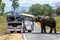 An elephant, waiting for hand-outs of food from passing vehicles, blocks the road near Kataragama in Sri Lanka.