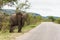 Elephant waiting at the roadside.