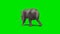 Elephant walking 3 - green screen