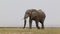 Elephant walking across dusty plains in Amboseli National Park.