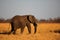 Elephant - Walking across the sun-kissed yellow African plains in Hwange National Park