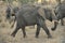 Elephant walking amongst other elephants