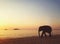 Elephant walking on the beach in Thailand, silhouette