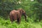 Elephant walking in the brush