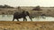 Elephant walking in Etosha National Park