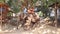 An elephant walking at the government funded sanctuary and hospital for elephants.