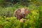 Elephant walking in the green forest. Huge mammal in nature habitat, vegetation, with tress in the background, Botswana, Africa.