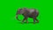 Elephant walking - green screen