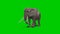 Elephant walking - green screen