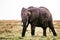 Elephant walking in the Hilly Mountains Wilderness savannah grassland