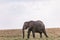 Elephant walking in the Hilly Mountains Wilderness savannah grassland