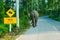 Elephant walking lonely on up hill country road