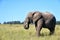 Elephant walking on the meadow, South Africa