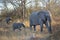 Elephant Walking Mother Baby Babies Savannah