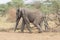 Elephant walking quickly in the Serengeti savanna