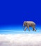 Elephant walking on a rope on the blue sky background