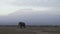 Elephant walking on savanna with mountains in Kenya