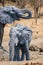 Elephant walking side-by-side with a young calf in a sun-drenched sandy landscape