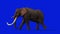 Elephant Walking, Side View Seamless Loop, Blue Screen Chromakey