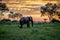 Elephant walking at sunset in the Okavango Delta.