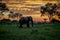 Elephant walking at sunset in the Okavango Delta.