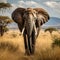 An elephant walking through tall grass