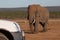 Elephant walking toward tourist vehicle