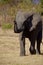 Elephant walking Welgevonden Game Reserve South Africa