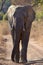 Elephant walking in Welgevonden Game Reserve South Africa