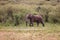 an elephant walks along in a field with tall grass and shrubs