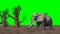 Elephant walks through the savanna - green screen