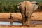 Elephant and Warthog at Watering hole