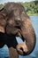 Elephant washing in the river