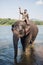 Elephant washing in the river